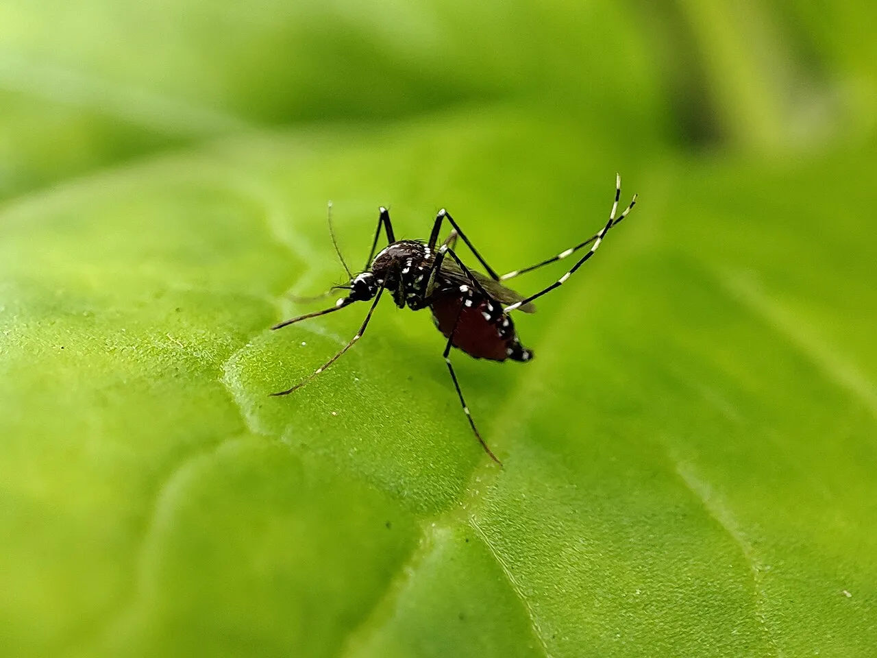 Black and white striped mosquito resting on a green leaf.