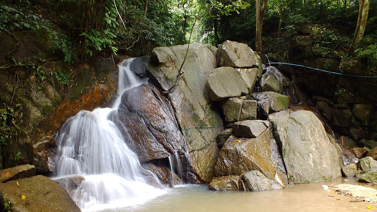 Stream tumbling over rocks beneath tall green forest