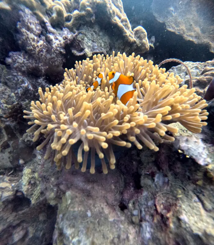 All4Diving Phuket (Patong), photo 4