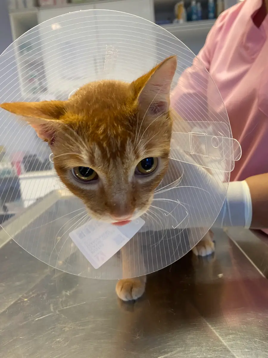 Layan Vet Clinic, photo 2