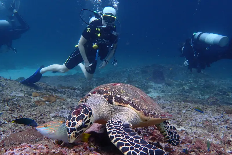 Sea Bees Diving, photo 5