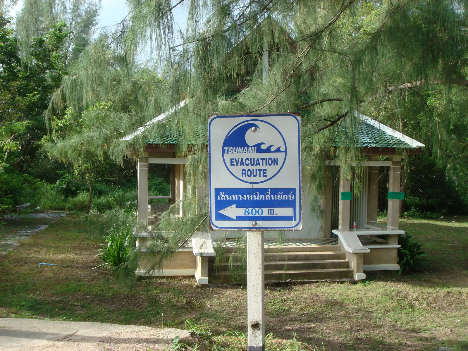 Blue and white Tsunami Evacuation Route sign in English and Thai with a left arrow, standing under casuarina trees in front of a pavilion near Rawai Beach.